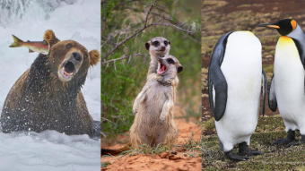 ¿Cuál es tu favorita?: Comedy Wildlife Photography Awards 2022 revela las fotos más graciosas de animales