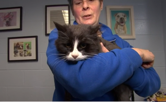 Estuvo perdida durante 10 años: gatita se reencontrará con sus humanos después deambular por Nueva York