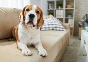 ¿Requisito para arrendar? Subió el número de propietarios que permiten tener mascotas a sus arrendadores