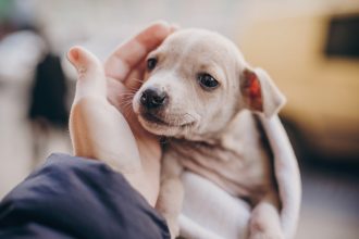 ¿Te atreves a hacer match con tu nueva mascota?: Match Pet Family, la nueva alternativa para adoptar perritos