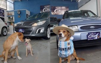"Si viene con esa belleza lo compraría": Automotora argentina se viraliza por contar con perritos rescatados
