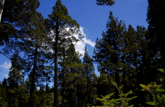 En la región de Los Ríos: Ya puedes visitar al árbol más antiguo del mundo
