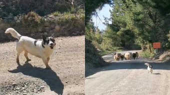 ¡Pongale nomás, gancho!: El tierno momento de un perrito ovejero que "pide permiso" para que los dejen pasar