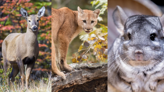 Puma, huemul, chinchilla y más: Estas son los animales de la fauna chilena que se encuentran en peligro