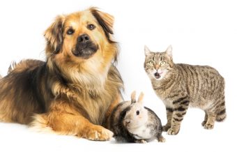 "Merecen un hogar amoroso": Nueva York prohíbe el comercio de perros, gatos y conejos de criaderos