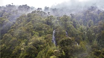 "Vuelven a un estado de recuperación total": Estudio indica que los bosques del sur de Chile son los más resilientes