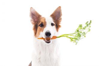 "Se recomienda un enfoque prudente": Nuevo estudio advierte sobre hábitos de alimentación veganos para mascotas