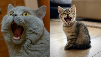 "Más enérgicos y optimistas": Estudio revela que ver videos de gatos genera efectos positivos en la salud