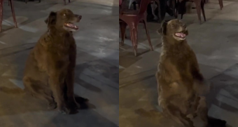 Conoce a Botones, el perrito de Iquique que mueve las patitas para pedir comida en la calle