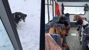 Un bus para los perritos: Mujer se viraliza por recibir a canes en un vehículo para llevarlos de paseo