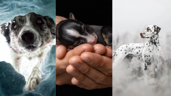 Perritos en su mejor momento: Estos fueron los ganadores del concurso internacional de Fotografía de Perros 2022