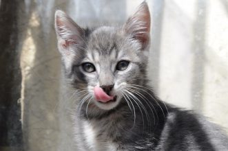 Día Internacional del Gato: ¿Cuál es el origen de esta celebración?