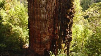 BBC destaca a Gran Abuelo, el árbol chileno más longevo del mundo