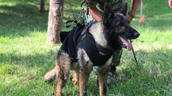 "¡Gracias por tu heroica labor!": Falleció Proteo, el perro rescatista mexicano que brindó ayuda en Turquía