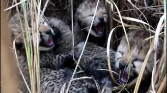 Después de 70 años declarado extinto en el país: Nace en India 4 bebés guepardos