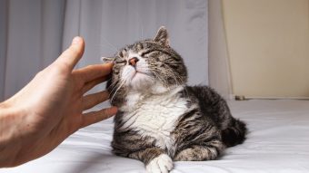¿Lo has estado haciendo bien?: Investigadora indica cómo hay que acariciar a los gatos
