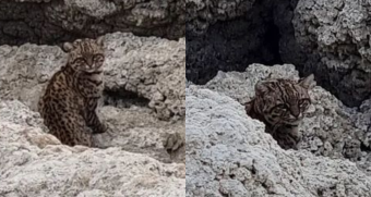 La tercera vez en Torres del Paine: Usuario de Instagram avista una pequeña cría de gato de Geoffroy