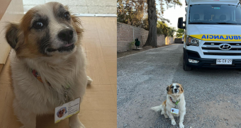 Manchas, el perrito rescatado que se hizo viral por ser guardián de un CESFAM