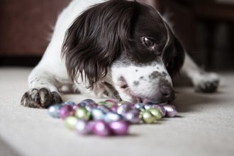 Cuida a tu mascota en Pascua: ¿Por qué los perritos no pueden comer huevitos de chocolate?