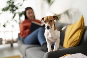 ¿Se puede prohibir tener mascotas? Los cambios que contempla la nueva Ley de Copropiedad Inmobiliaria