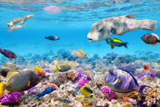 Estudio de la revista Science señala que los peces son capaces de experimentar empatía como emoción
