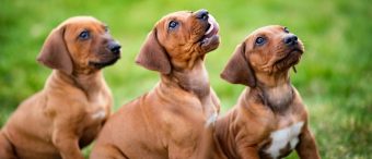 Difíciles de entrenar: Estos son los perros más "porfiados"