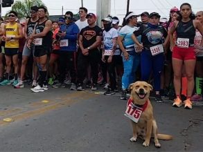 Corre y recauda donativos para su familia: Chicles, el perro maratonista que se ha ganado el amor de las redes