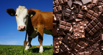 Para incentivar el turismo: Osorno busca romper el récord de hacer la vaca de chocolate más grande del mundo