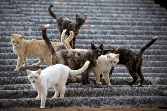 Un método menos agresivo: Científicos logran desarrollar una inyección para esterilizar gatas de la calle