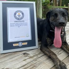 Mide 12,75 centímetros de largo: Zoey, la perrita que se llevó un récord Guinness por tener la lengua más larga