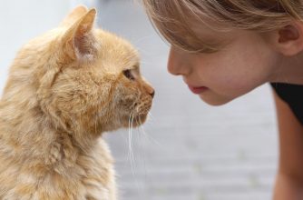 ¿Tu michi lo confirma?: Estudio indica que los gatos pueden asociar nombres y rostros
