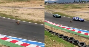 Un momento de suma tensión: Perrito se viraliza por cruzar una pista en plena carrera de automóviles