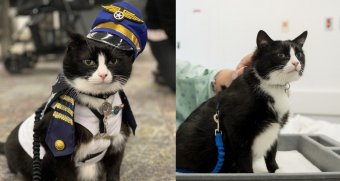 De gato rescatado a animalito de terapia: Duke, el felino que ofrece ayuda en el aeropuerto de San Francisco