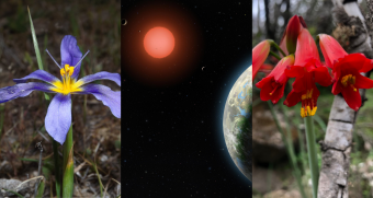Presencia chilena en el espacio: Un exoplaneta y una estrella fueron nombradas en honor a flores endémicas de Chile