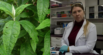 Científicas de Chile elaboran tratamiento para el cáncer gástrico con un porcentaje de  hojas de matico