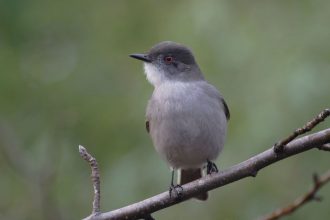 "Están ligados a nuestro estado mental”: Estudio señala que observar pájaros ayuda al bienestar