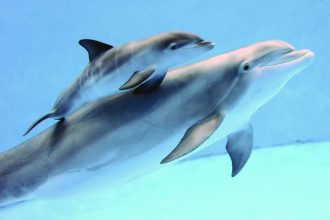 Especialistas dan a conocer que los delfines también cambian su tono de voz para hablar con sus crías
