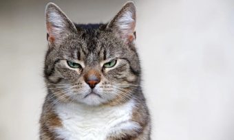 Cat Pain Detector: Desarrollan aplicación para detectar mejor cuándo un gato tiene dolor