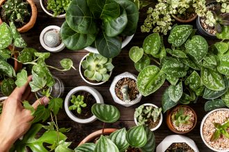 Las plantas sanan: Estudio demuestra que reducen los contaminantes en ambientes cerrados