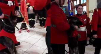 "Por cinco años de servicio": Pierce, el perrito que fue condecorado en compañía de bomberos de Melipilla