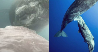 "Es un registro único": Captan por primera vez a una ballena jorobada amamantando a su cría