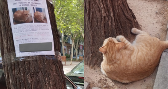 Un final feliz: Nelson, el gatito que enterneció las redes por esperar debajo de su propio cartel de búsqueda