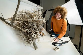 Unos verdaderos ingenieros: Descubren que urracas y cuervos utilizan pinchos anti-aves para crear nidos más sólidos