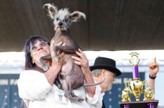 Aun así es hermoso: Scooter, el perrito que coronaron como el "Más Feo del Mundo 2023"