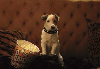 ¡Todos al cine! Ñuñoa tendrá función de cine gratuita para mascotas y sus tutores