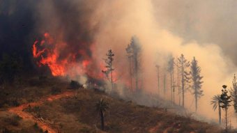 Incendios forestales: Un 72% serían por negligencia