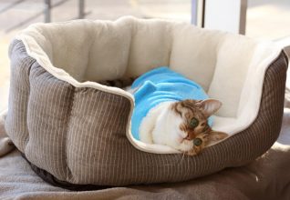 Camas para gatos: tipos y recomendaciones para elegir la mejor opción
