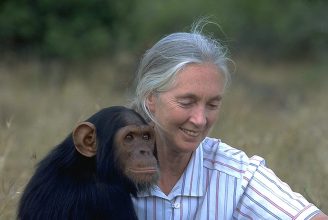 Una defensora de los animales: A los 91 años falleció la etóloga e investigadora Jane Goodall