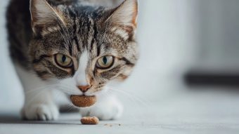 Alimento light para gatos: ¿Cuándo conviene y cuándo no?