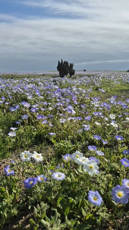Atacama se llena de color: Ya comenzó a despertar el Desierto Florido